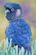 BANKSIA BOY